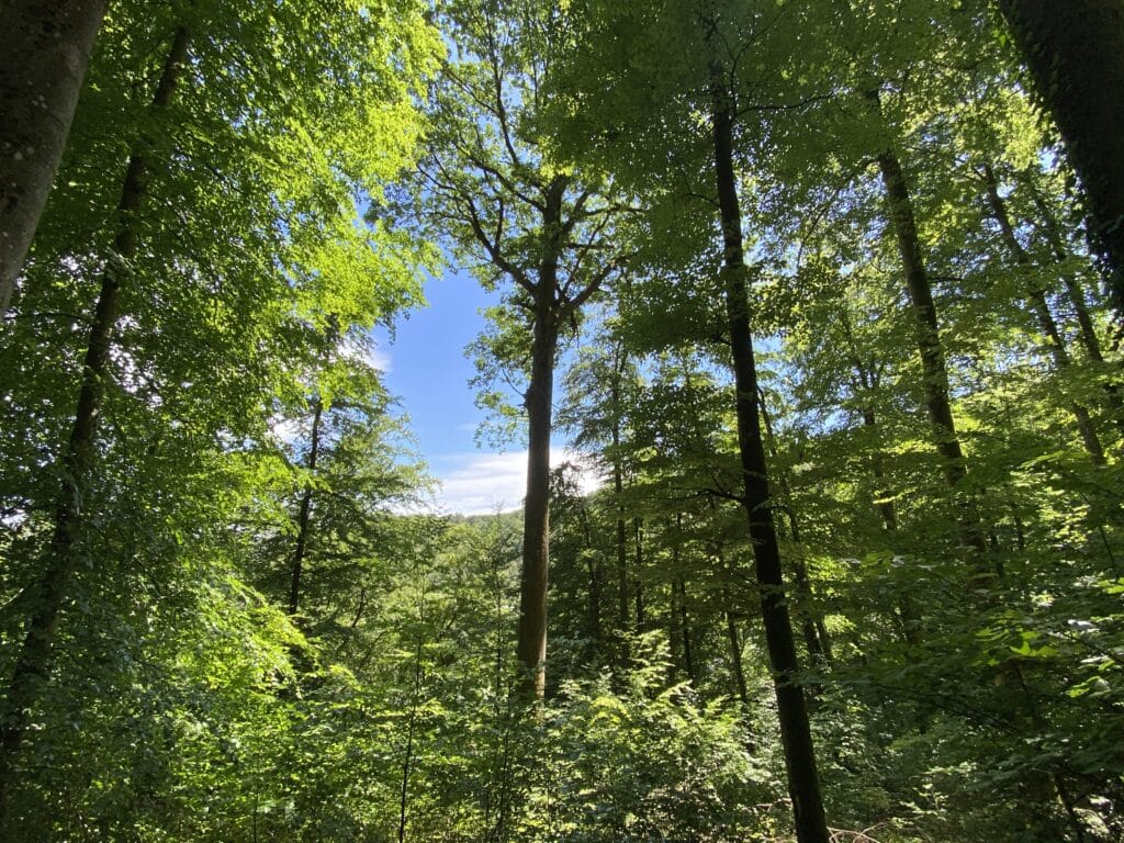 grand chene, arbre en foret en alsace, vosges du nord, parc regional des vosges du nord, visite nature guidée, sortie en famille, gratuit crédit photo ©Anaïse Mazzanti Lang